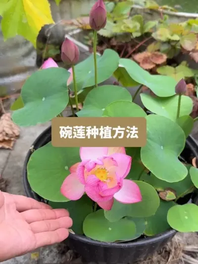 ��ʱһ������ݪֲ���Ż���һ����Ƶ��������ݪֲ�����ɻ� #����ݪֲ #���� #�ɻ�