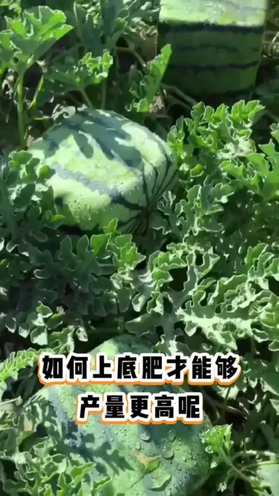 ##����ݪֲ#��������#�������ղ���Ӳԭ��#ݪֲС����#��������