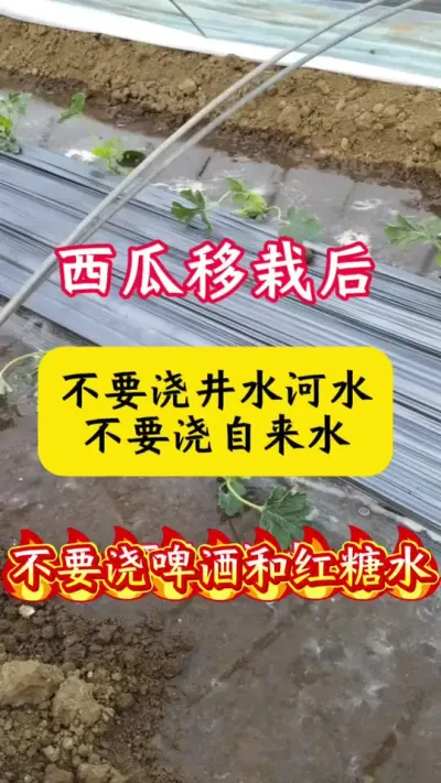 #种西瓜#西瓜种植#西瓜种植技术#西瓜管理#西瓜移栽