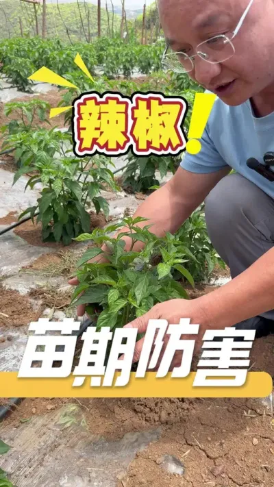 辣椒苗期管理无小事，细节到位保丰收！#辣椒#三农#农业技术推广#辣椒苗期管理