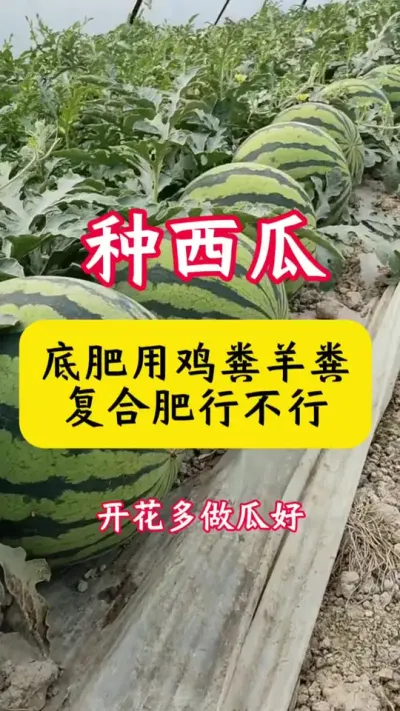 #����ݪֲ#����ݪֲ����#����#������#���Ϲ���