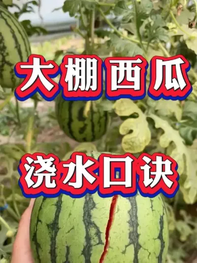 ��������ݪֲ ��ˮ #����ݪֲ #������ #����ݪֲ #�������� #8424����