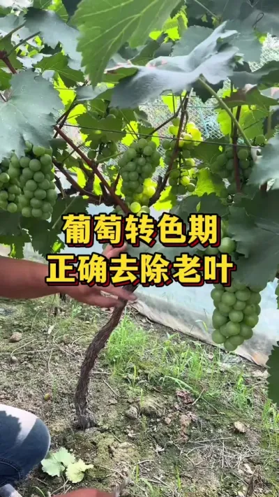 ����תɫ����׼ȷȥ����Ҷ#����ũ��Ʒ #����ݪֲ #����?