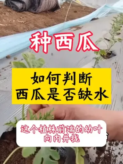 #������ #����ݪֲ  #����ݪֲ����  #����ݪֲ�������� #����