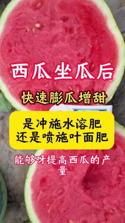 #西瓜种植#西瓜种植技术#西瓜增甜#西瓜#种西瓜