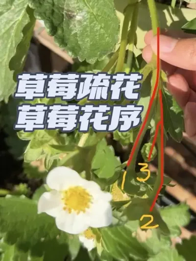 �������ֲ�ݮһ����������������ݮ������������ݮ��Ҫ�軨�������#��ݮ��� #���Բ�ݮ