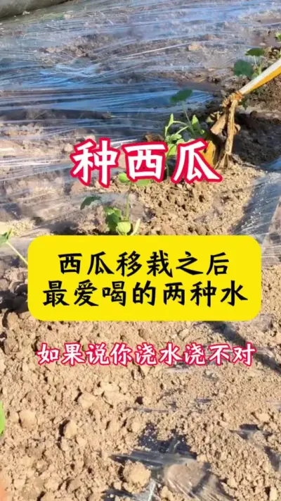 #����ݪֲ#����ݪֲ����#��������#������#������