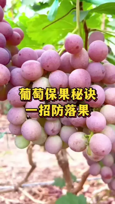 ���ѱ�����һ�з����#ũҵݪֲ #����ũ��Ʒ #��ũ