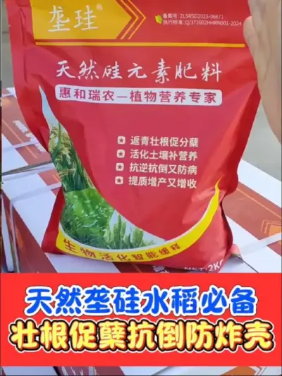 水稻高产必备垄硅 天然硅元素肥料☞垄硅，一袋四斤厂价直销，水稻返青分蘖期撒施飞防都可以#水稻 #水稻种植 #垄硅 #农资肥料 #水稻高产技术