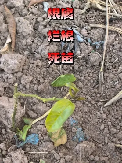 �����ܸ��İ����С���������#�ְ����#�����ݪֲ#��������#���ݲ�#⧵���