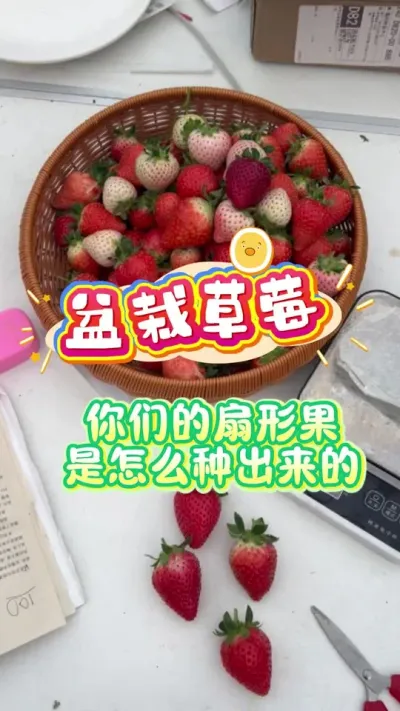 #���Բ�ݮ#��ݮ����