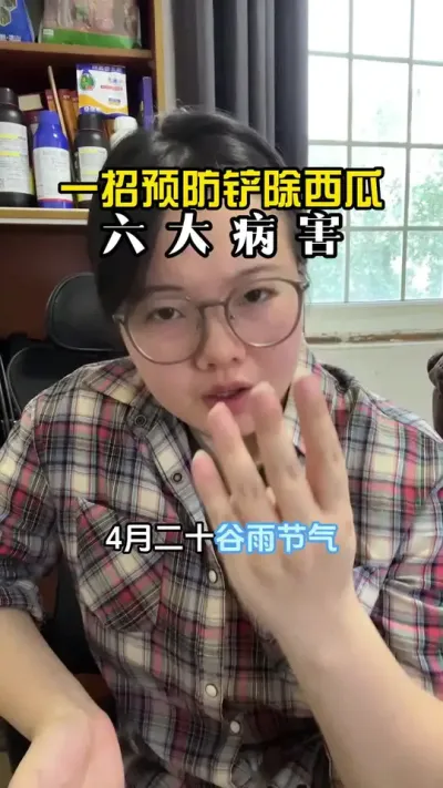 西瓜病害一锅端 #西瓜种植#西瓜管理#西瓜高产#西瓜病害#西瓜种植技术