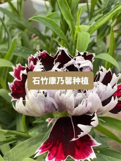 ��ʱ�������������ӵ��Ż����ذ�ʯ����ܰ��ݪֲȫ���� #ݪֲС���� #����С֪ʶ #����