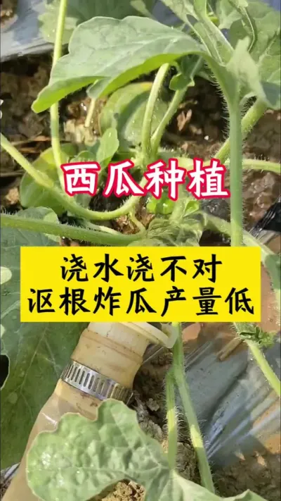 #种西瓜 #西瓜种植#西瓜种植技术#西瓜病害#西瓜管理