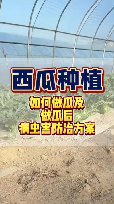 #种植小技巧 #西瓜种植 #西瓜管理 #病虫害防治