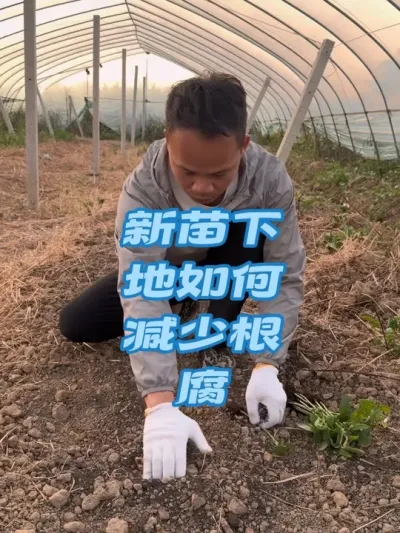 �����µ�������̭����#ũҵݪֲ #ݪֲ���� #ݪֲ #ݪֲ���� #ݪֲ��ľ