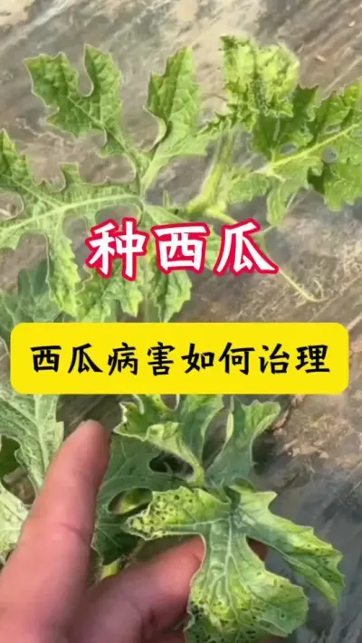 #西瓜种植#西瓜种植技术#西瓜病害#西瓜#种西瓜