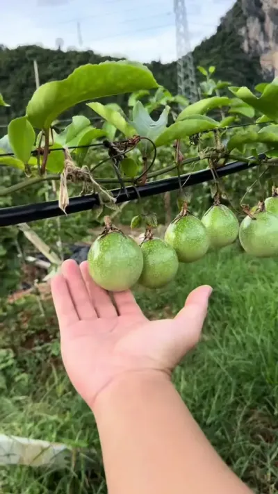 主蔓果就能回本的果农是怎么操作的#黄金百香果种植技术 #黄金百香果钦蜜九号 #百香果用肥方案