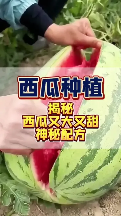 #三农 #西瓜种植 #西瓜管理 #膨大增甜 #增产增收才是硬道理