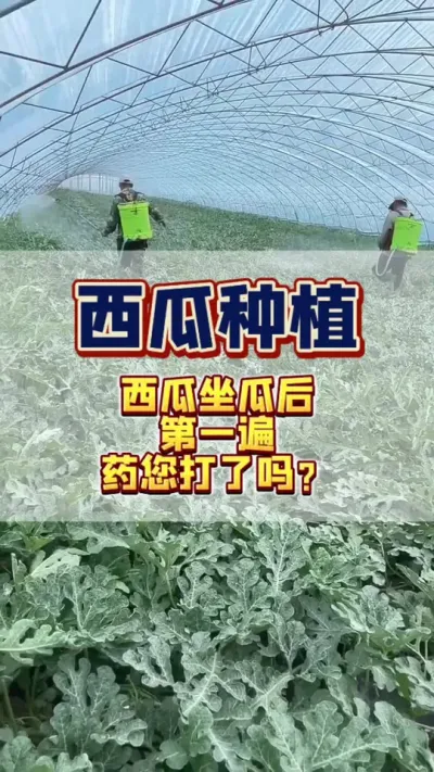 #西瓜种植 #西瓜管理 #病虫害防治 #增产增收才是硬道理