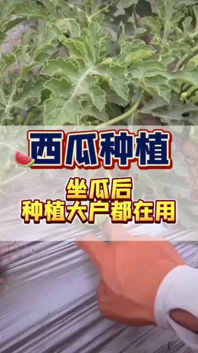 #西瓜种植 #西瓜管理 #膨大 #增甜#胖童装男大童12-15岁