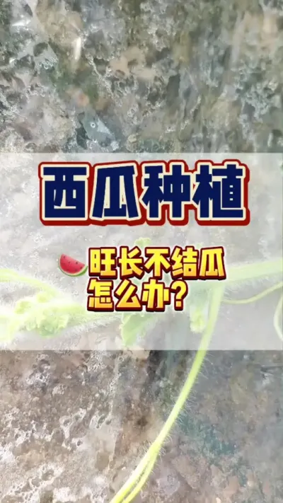 ##西瓜种植 #西瓜管理 #病虫害防治 西瓜旺长不结瓜怎么办？