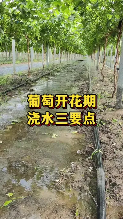 �����Ż�������ˮ��Ҫ��#ũҵݪֲ #����ũ��Ʒ #����ݪֲ�����