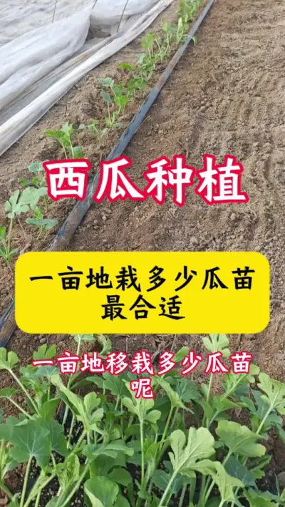 #����ݪֲ#������#���Ϲ��� #���� #������ũ