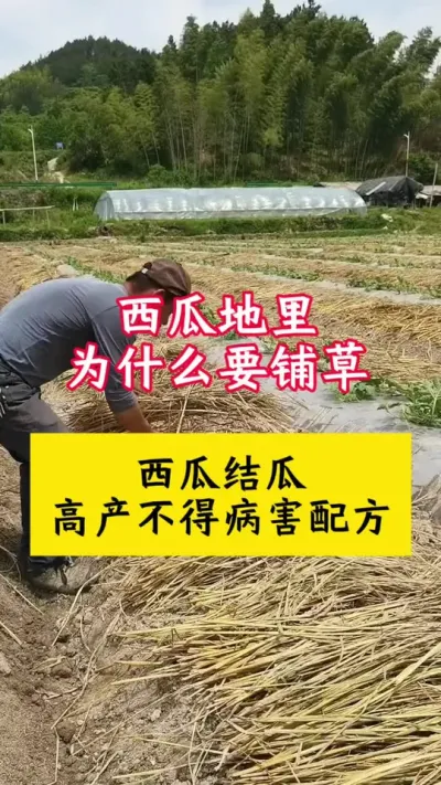 #西瓜种植 #种西瓜#西瓜种植技术#西瓜病害