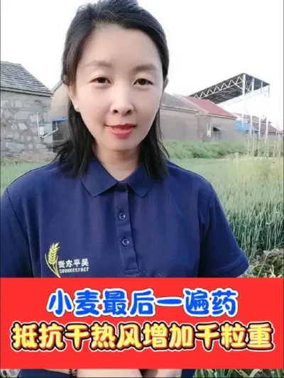 小麦最后一遍药该如何打 小麦灌浆期重防干热风危害，增加千粒重，延长叶片功能期，增产提质#小麦 #小麦种植 #小麦高产技术 #农资肥料 #农业种植