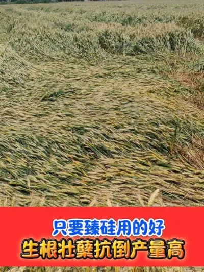 ���Թ�Ԫ�ط��ϡ���衷 #��� #��Ԫ�� #ũ�ʷ��� #С��ݪֲ #С�����