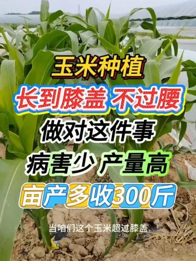玉米长到膝盖不过腰做对这件事，亩产多收300斤#玉米种植 #玉米管理 #玉米高产#支持三农服务三农