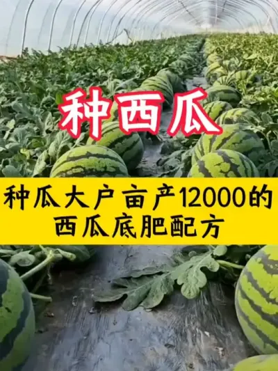 �ֹϴ�Ķ��12000������ϵ׷��䷽#������ #����ݪֲ #����ݪֲ���� #����