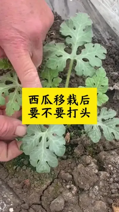 #种西瓜 #西瓜种植#西瓜种植技术#西瓜管理
