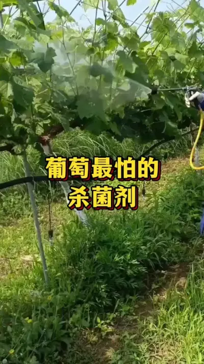 �������µģ�ɱ����#ũҵݪֲ #����ũ��Ʒ #ݪֲС����