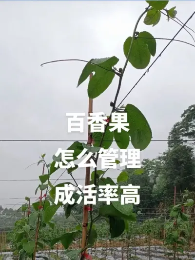 �������ô�����ɻ��ʸ�#�ְ����#�����ݪֲ#�����ݪֲ���� #ݪֲ������̳� #�ƽ�����ݪֲ����