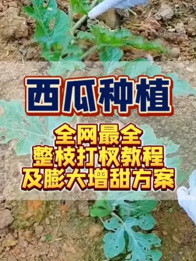 #西瓜种植 #西瓜管理 #病虫害防治 #膨大増甜