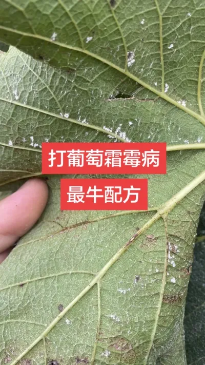 ������˪ù����ţ�䷽#����˪ù��#���Ѳ���#����ݪֲ