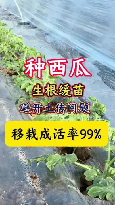 #����ݪֲ#����ݪֲ����#������#����#��������