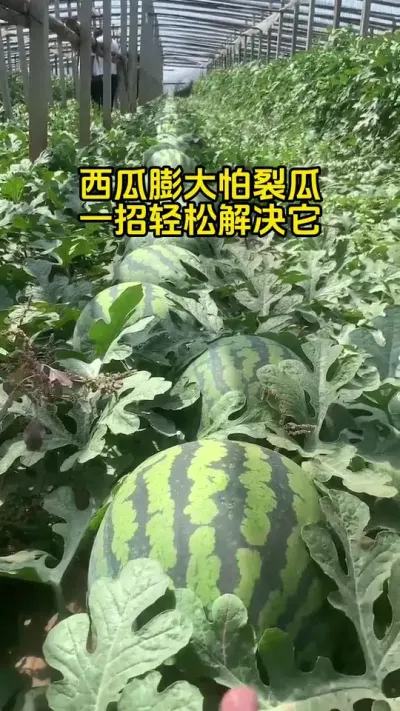 #西瓜种植 #西瓜管理 #西瓜种植技术#西瓜高产#西瓜防裂