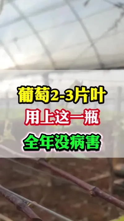 ����2-3ƬҶ��ֻ��������һƿ����������û����#���Ѳ���#����ݪֲ#������ѿ�ڹ��� #���Ѹ߲�