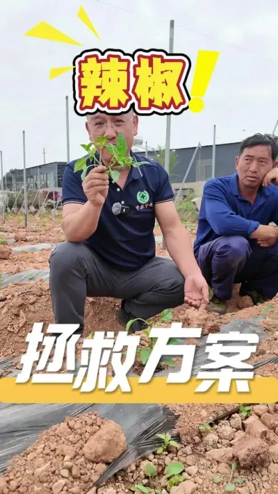 种辣椒，养苗细节很重要，想要辣椒产量上得去，取舍很重要。有任何种植问题，欢迎评论区留言或私信咨询#辣椒#三农#农业技术推广#辣椒高产