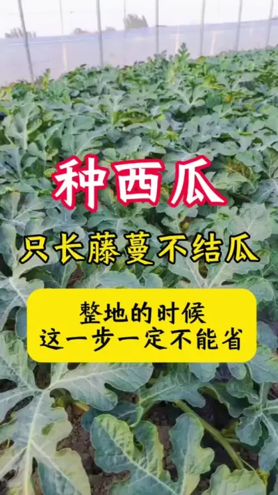 #���� #����ݪֲ#����ݪֲ����#���ϵ׷�#������