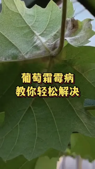 ����˪ù�����������ɽ��#ũҵݪֲ #����ũ��Ʒ #ݪֲС����