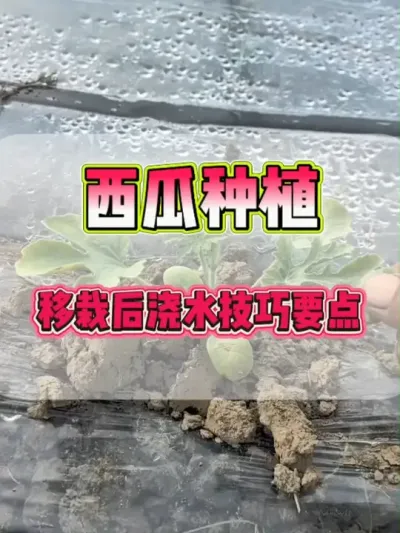 #移栽#西瓜种植#大棚西瓜#生根壮苗