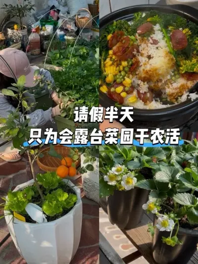 ��ٰ����ů���ũ��Ҳ��һ�����ֹ����� ˳��ժ����һ���������ڴ����Դ���͵����з���#��̨�ֲ� #��ů�� #���з� #��ժ #�ֲ˻����Ѿ�