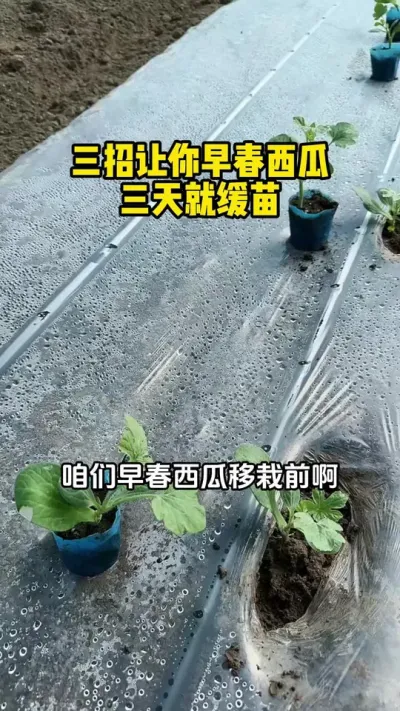 #����ݪֲ#���Ϲ���#���ϸ߲�#����ݪֲ����#��������