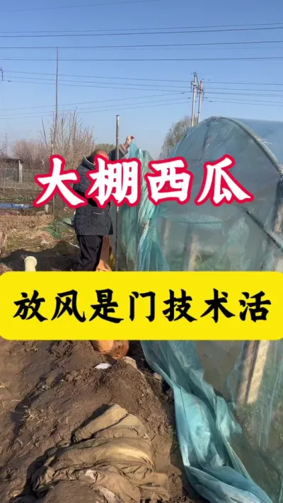 #������#����ݪֲ#����ݪֲ����#���Ϲ��� #����