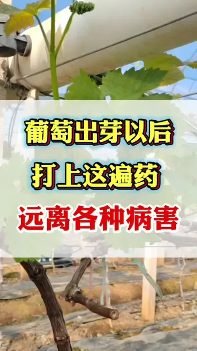 ���ѳ�ѿ������������䷽��һ����û��̿��˪ù�Ȳ�������#������ѿ#���Ѹ߲�#����ݪֲ