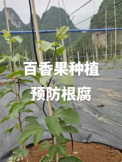 �����ݪֲԤ������#�ְ����#������#����������#�����ݪֲ���� #ũҵݪֲ